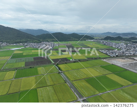 Views from near the ruins of Azuchi Castle in Shiga Prefecture, and also the ruins of Kannonji Castle. 142376275