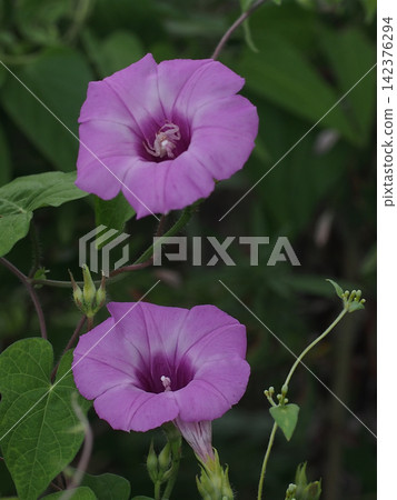 Morning glories in the shade (flowers with and without crab spiders) Morning glories in the shade (flowers with and without crab spiders) 142376294