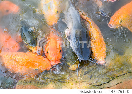 Carp fish tilapia and catfish eating from feeding food on water surface ponds on water surface ponds, fish farm floating for breathe on top water in lake near river Asian Carp fish tilapia and catfish eating from feeding food on water surface ponds on water surface ponds, fish farm floating for breathe on top water in lake near river Asian 142376328