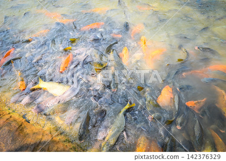 Carp fish tilapia and catfish eating from feeding food on water surface ponds on water surface ponds, fish farm floating for breathe on top water in lake near river Asian 142376329