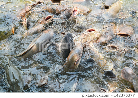Catfish eating food on the catfish farm, feeds many freshwater fish agriculture aquaculture, catfish floating for breathe on top water in lake near river Asian Catfish eating food on the catfish farm, feeds many freshwater fish agriculture aquaculture, catfish floating for breathe on top water in lake near river Asian 142376377