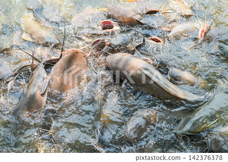 Catfish eating food on the catfish farm, feeds many freshwater fish agriculture aquaculture, catfish floating for breathe on top water in lake near river Asian Catfish eating food on the catfish farm, feeds many freshwater fish agriculture aquaculture, catfish floating for breathe on top water in lake near river Asian 142376378