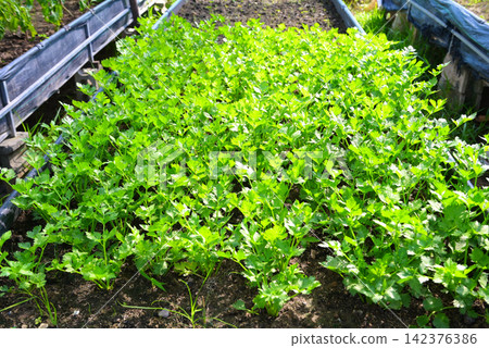 Celery leaf vegetable farm soil vegetable garden, organic vegetable gardening with fresh vegetable celery leaf planting , in the greenhouse garden eco friendly gardening nature plant Celery leaf vegetable farm soil vegetable garden, organic vegetable gardening with fresh vegetable celery leaf planting , in the greenhouse garden eco friendly gardening nature plant 142376386