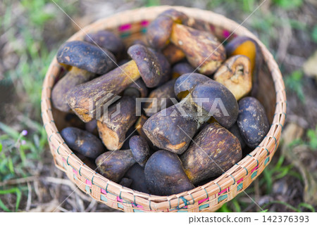 The Cep, Bolete Mushroom on basket, Fresh raw wild mushroom organic food in a forest autumn - cep, black penny bun, porcino or king boletus, usually called black porcini mushroom The Cep, Bolete Mushroom on basket, Fresh raw wild mushroom organic food in a forest autumn - cep, black penny bun, porcino or king boletus, usually called black porcini mushroom 142376393