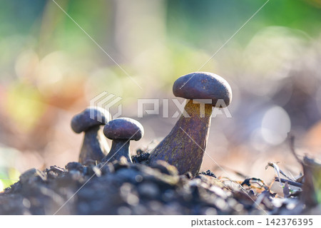 The Cep, Bolete Mushroom on ground, Fresh raw wild mushroom organic food in a forest autumn - cep, black penny bun, porcino or king boletus, usually called black porcini mushroom The Cep, Bolete Mushroom on ground, Fresh raw wild mushroom organic food in a forest autumn - cep, black penny bun, porcino or king boletus, usually called black porcini mushroom 142376395