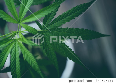 Cannabis leaf marijuana plant tree growing pot nursery - Hemp leaves for cbd extract medical healthcare natural Cannabis leaf marijuana plant tree growing pot nursery - Hemp leaves for cbd extract medical healthcare natural 142376455