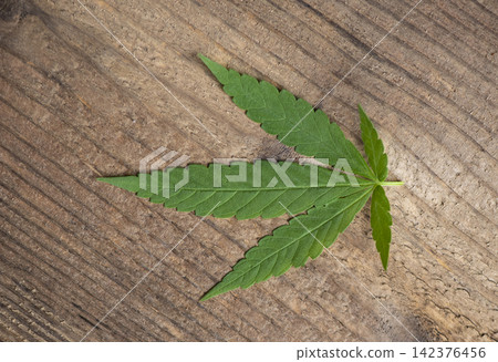 cannabis leaf on wooden background, marijuana leaves cannabis plant hemp cbd tea cannabis leaf on wooden background, marijuana leaves cannabis plant hemp cbd tea 142376456