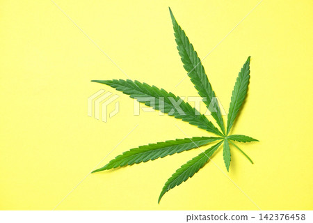 Cannabis leaf on yellow background, Cannabis Hemp leaves or marijuana leaf plant Cannabis leaf on yellow background, Cannabis Hemp leaves or marijuana leaf plant 142376458