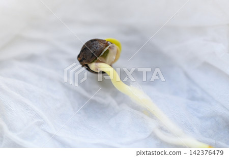 Cannabis Seedling on tissue wet for planting , close up Sprout Cannabis seeds , Hemp seeds , Marijuana seed. THC CBD Cannabis Seedling on tissue wet for planting , close up Sprout Cannabis seeds , Hemp seeds , Marijuana seed. THC CBD 142376479