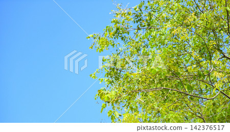 branch tree, green leaf on blue sky background in tropical forest. 142376517
