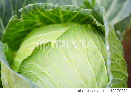 Cabbage in the garden - fresh green cabbage vegetable farm wait harvesting Cabbage in the garden - fresh green cabbage vegetable farm wait harvesting 142376581