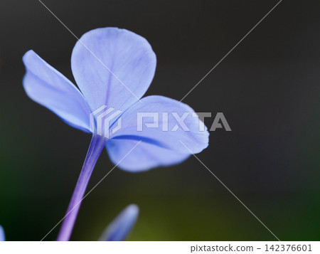 The petals of the plumbago flower remain cool and refreshing even in the summer heat. The petals of the plumbago flower remain cool and refreshing even in the summer heat. 142376601