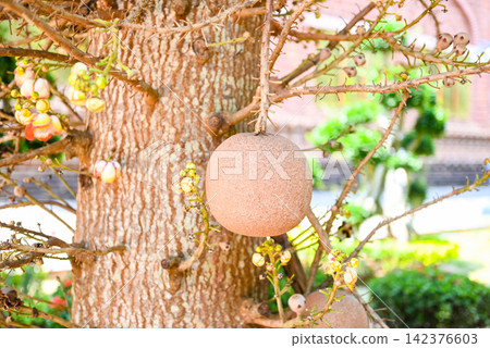 Cannonball fruit on the cannonball tree with flower, Shorea robusta Dipterocarpaceae - Sal, Shal, Sakhuwan, Sal Tree, Sal of India, Religiosa Cannonball fruit on the cannonball tree with flower, Shorea robusta Dipterocarpaceae - Sal, Shal, Sakhuwan, Sal Tree, Sal of India, Religiosa 142376603
