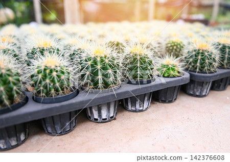 Cactus garden , Cactus pot decorate in the garden, beautiful cactus farm and succulent plants garden in greenhouse Cactus garden , Cactus pot decorate in the garden, beautiful cactus farm and succulent plants garden in greenhouse 142376608