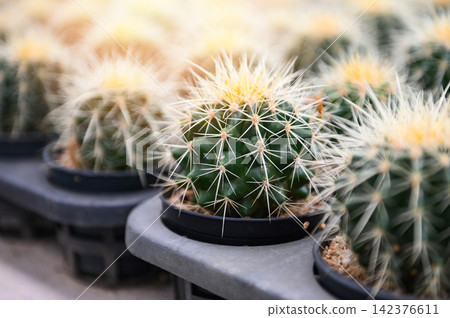 Cactus garden , Cactus pot decorate in the garden, beautiful cactus farm and succulent plants garden in greenhouse Cactus garden , Cactus pot decorate in the garden, beautiful cactus farm and succulent plants garden in greenhouse 142376611