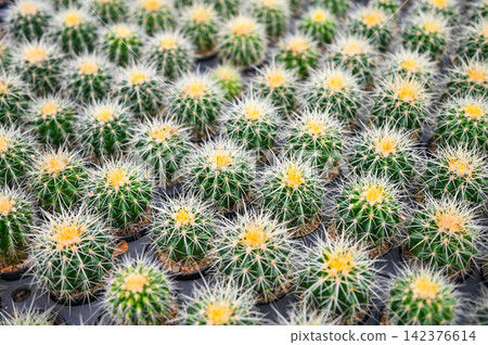 Cactus garden , Cactus pot decorate in the garden, beautiful cactus farm and succulent plants garden in greenhouse Cactus garden , Cactus pot decorate in the garden, beautiful cactus farm and succulent plants garden in greenhouse 142376614