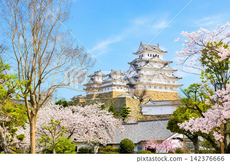 Himeji Castle, a World Heritage Site, during the spring cherry blossom season. Himeji Castle, a World Heritage Site, during the spring cherry blossom season. 142376666