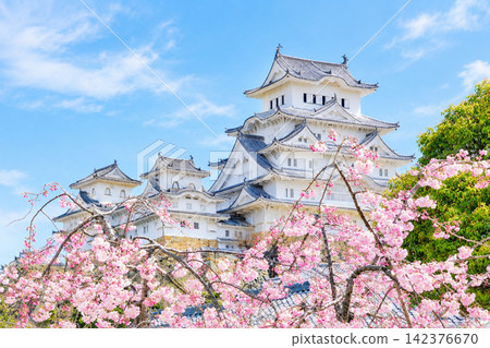 Himeji Castle, a World Heritage Site, during the spring cherry blossom season. Himeji Castle, a World Heritage Site, during the spring cherry blossom season. 142376670