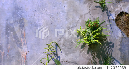 Wild green plants growing on a weathered concrete wall. Wild green plants growing on a weathered concrete wall. 142376689