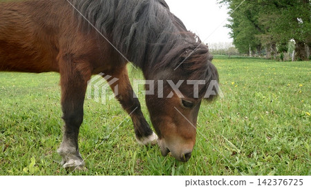 Cute mini horse Cute mini horse 142376725