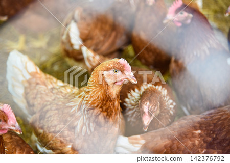Chicken feeding in cage agriculture on indoors chicken farming product for egg Chicken feeding in cage agriculture on indoors chicken farming product for egg 142376792