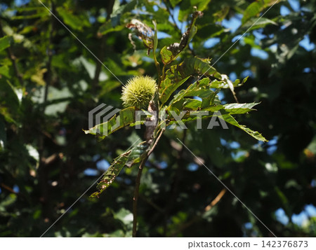 A blue chestnut burr and leaves bathed in sunlight (chestnuts bearing blue fruit) A blue chestnut burr and leaves bathed in sunlight (chestnuts bearing blue fruit) 142376873