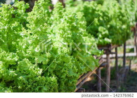 Close up of green vegetable salad in the garden background - Fresh lush lettuce leaves background on herbal farm Close up of green vegetable salad in the garden background - Fresh lush lettuce leaves background on herbal farm 142376962