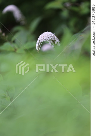 The image is of the Lysimachia japonica flower peeking out from a large, pale green foreground blur. The image is of the Lysimachia japonica flower peeking out from a large, pale green foreground blur. 142376999