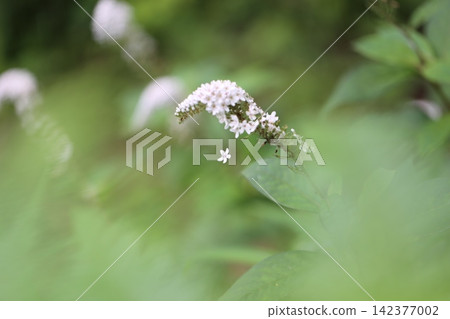 The image is of the Lysimachia japonica flower peeking out from a large, pale green foreground blur. 142377002