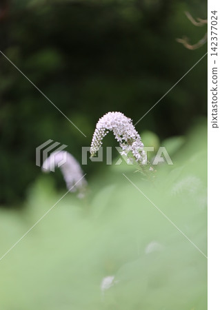 The image is of the Lysimachia japonica flower peeking out from a large, pale green foreground blur. The image is of the Lysimachia japonica flower peeking out from a large, pale green foreground blur. 142377024