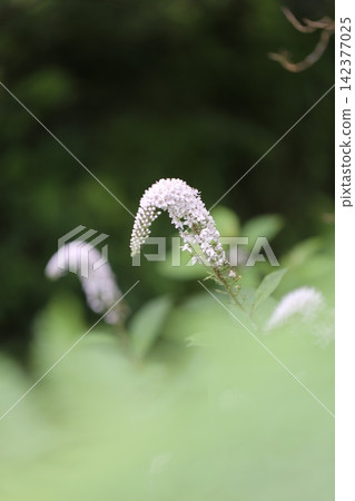 The image is of the Lysimachia japonica flower peeking out from a large, pale green foreground blur. The image is of the Lysimachia japonica flower peeking out from a large, pale green foreground blur. 142377025