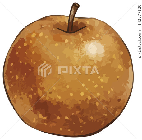 A mouthwatering illustration of a Japanese pear A mouthwatering illustration of a Japanese pear 142377120