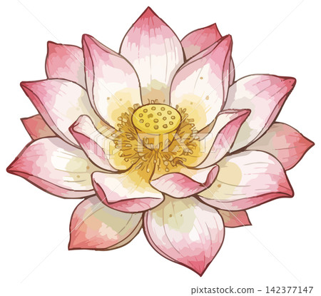 一幅生動的蓮花插圖。 142377147