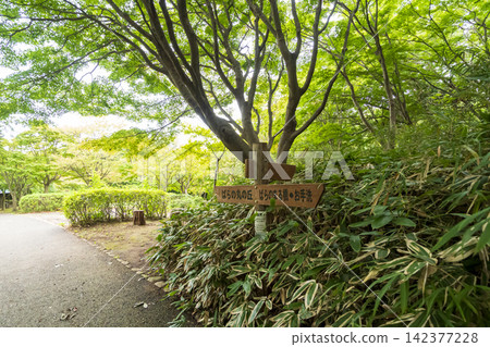 橫濱市戶塚區舞岡故裡公園的夏季稻田 橫濱市戶塚區舞岡故裡公園的夏季稻田 142377228