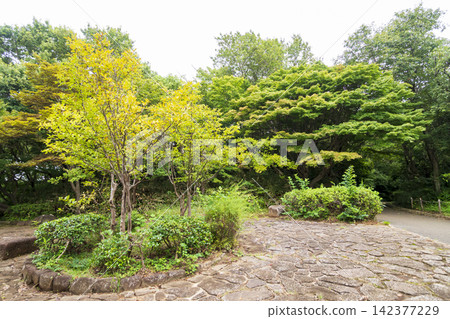 橫濱市戶塚區舞岡故裡公園的夏季稻田 橫濱市戶塚區舞岡故裡公園的夏季稻田 142377229