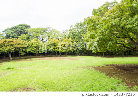 橫濱市戶塚區舞岡故裡公園的夏季稻田 橫濱市戶塚區舞岡故裡公園的夏季稻田 142377230