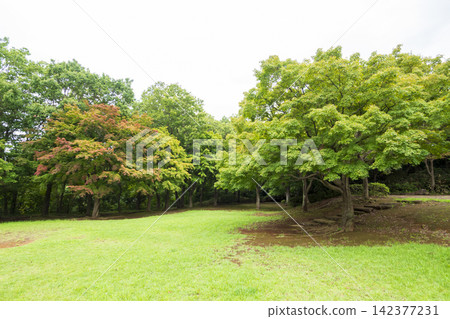 橫濱市戶塚區舞岡故裡公園的夏季稻田 橫濱市戶塚區舞岡故裡公園的夏季稻田 142377231