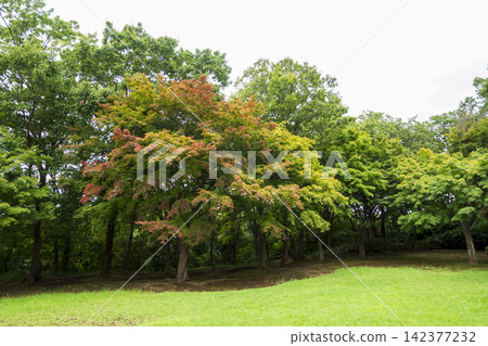 橫濱市戶塚區舞岡故裡公園的夏季稻田 142377232