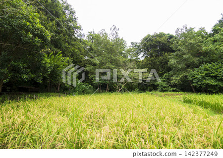 橫濱市戶塚區舞岡故裡公園的夏季稻田 橫濱市戶塚區舞岡故裡公園的夏季稻田 142377249
