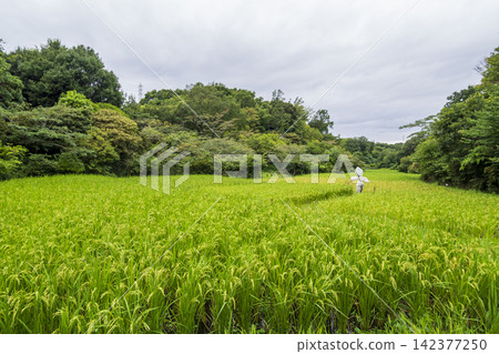 橫濱市戶塚區舞岡故裡公園的夏季稻田 橫濱市戶塚區舞岡故裡公園的夏季稻田 142377250