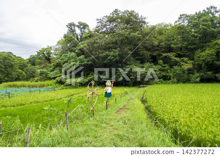 橫濱市戶塚區舞岡故裡公園的夏季稻田 橫濱市戶塚區舞岡故裡公園的夏季稻田 142377272