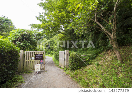 橫濱市戶塚區舞岡故裡公園的夏季稻田 橫濱市戶塚區舞岡故裡公園的夏季稻田 142377279