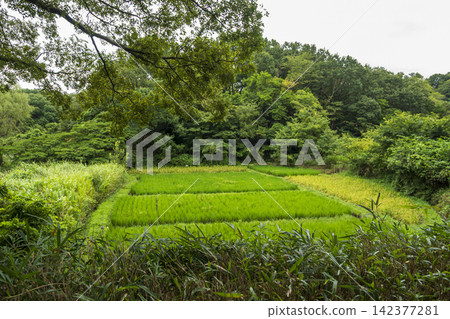 Summer rice fields at Maioka Furusato Park in Totsuka Ward, Yokohama City Summer rice fields at Maioka Furusato Park in Totsuka Ward, Yokohama City 142377281