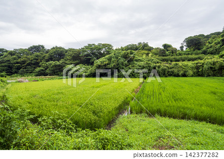橫濱市戶塚區舞岡故裡公園的夏季稻田 橫濱市戶塚區舞岡故裡公園的夏季稻田 142377282