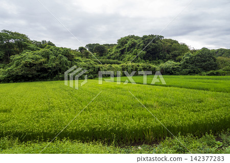 橫濱市戶塚區舞岡故裡公園的夏季稻田 橫濱市戶塚區舞岡故裡公園的夏季稻田 142377283