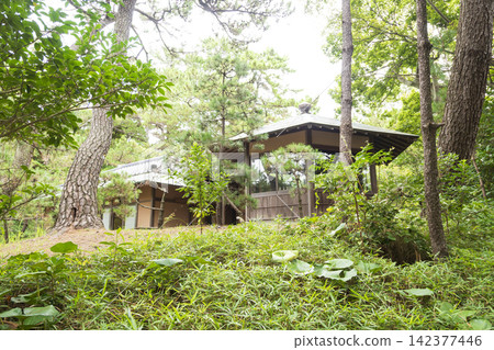 葉山潮騷公園的夏天 葉山潮騷公園的夏天 142377446