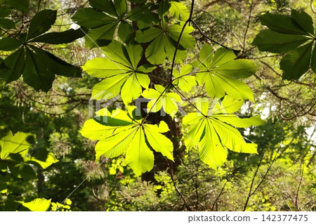 In summer, the horse chestnut tree receives sunlight with its large leaves. In summer, the horse chestnut tree receives sunlight with its large leaves. 142377475