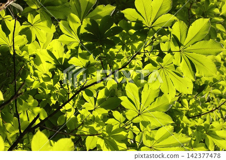 In summer, the horse chestnut tree receives sunlight with its large leaves. In summer, the horse chestnut tree receives sunlight with its large leaves. 142377478