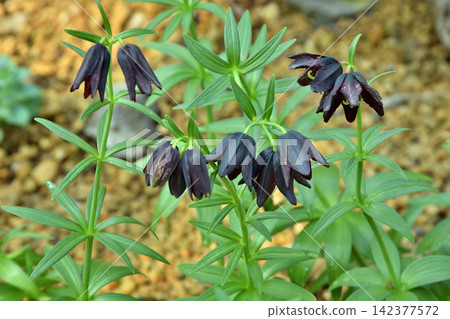 Black lilies at Sakuya Konohana Kan Black lilies at Sakuya Konohana Kan 142377572