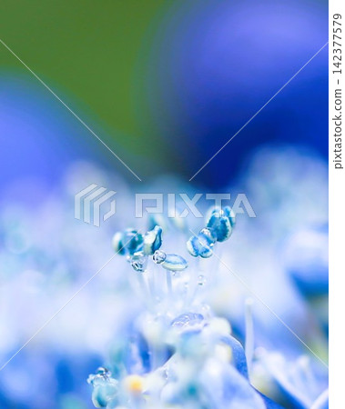 A close-up of the stamens of a hydrangea flower, captured in a dreamlike style with a macro lens. A close-up of the stamens of a hydrangea flower, captured in a dreamlike style with a macro lens. 142377579